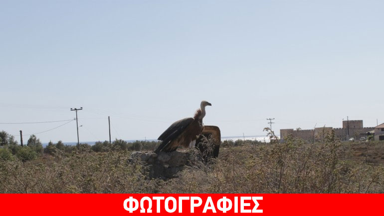 Γύπας έκανε χαμηλή πτήση και «προσγείωση» στο γήπεδο Φραγκοκάστελλου
