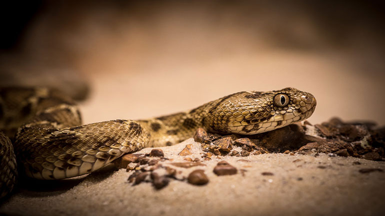 Δηλητηριώδες φίδι δάγκωσε τον ιδιοκτήτη του στο Λονγκ Άιλαντ