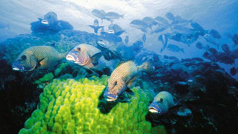 Οι επιστήμονες προειδοποιούν: Και οι ωκεανοί «ασθενούν» εξαιτίας της υπερθέρμανσης του πλανήτη Οι επιστήμονες προειδοποιούν: Και οι ωκεανοί «ασθενούν» εξαιτίας της υπερθέρμανσης του πλανήτη