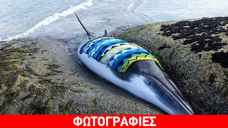 Xωρικοί διέσωσαν φάλαινα που εκβράστηκε στην ακτή