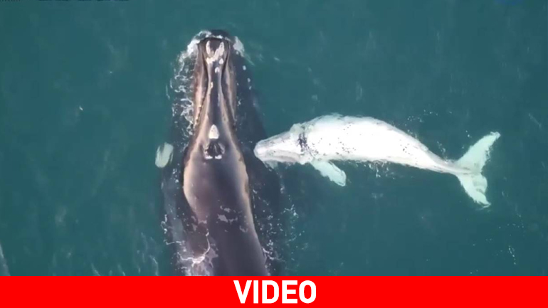 Drone κατέγραψε σπάνιες εικόνες από λευκό φαλαινάκι