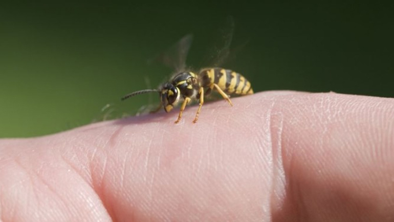 Κοζάνη: 33χρονος πέθανε έπειτα από τσίμπημα σφήκας
