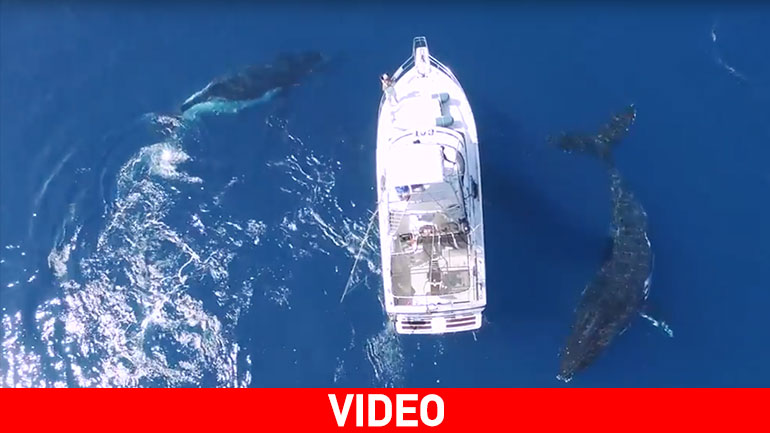 Τρεις φάλαινες περικυκλώνουν σκάφος στον Ειρηνικό