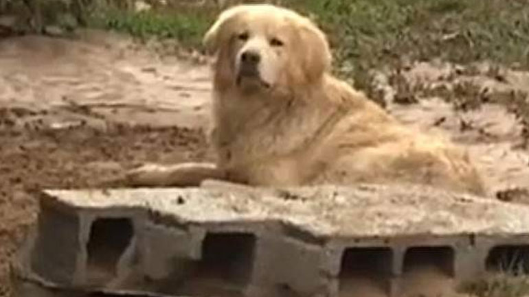 Ο Χάτσικο της Λακωνίας