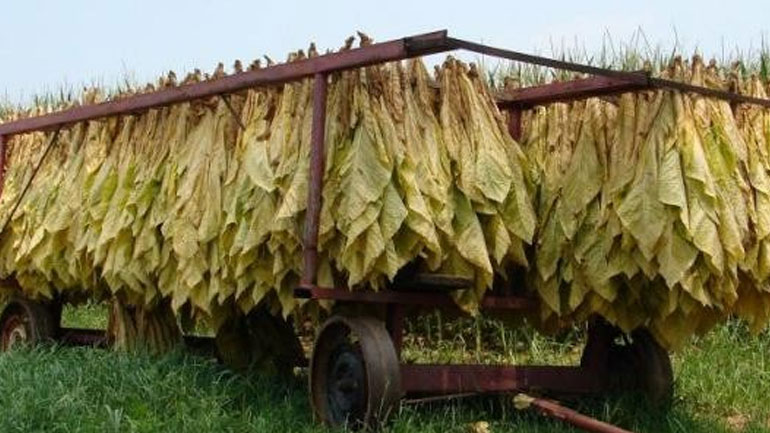 Σέρρες: Σήμα κινδύνου για το μέλλον του καπνού