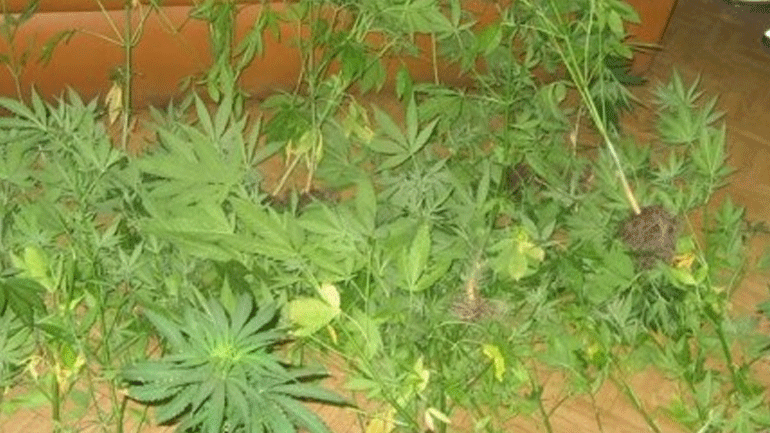 Χανιά: Καλλιεργούσε δενδρύλλια κάνναβης στο σπίτι του και συνελήφθη Χανιά: Καλλιεργούσε δενδρύλλια κάνναβης στο σπίτι του και συνελήφθη