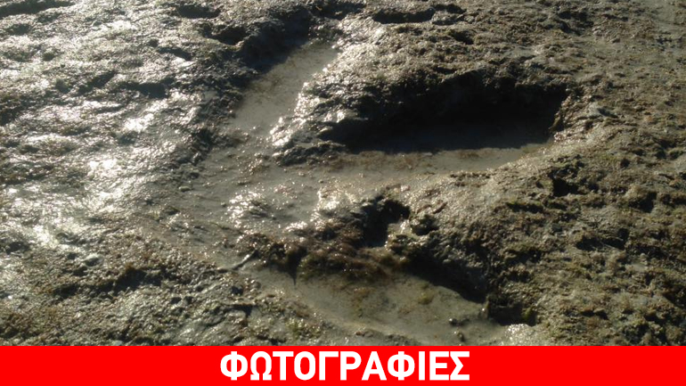 Μάζευε κοχύλια και εντόπισε αποτύπωμα δεινοσαύρου 130 εκατ. ετών