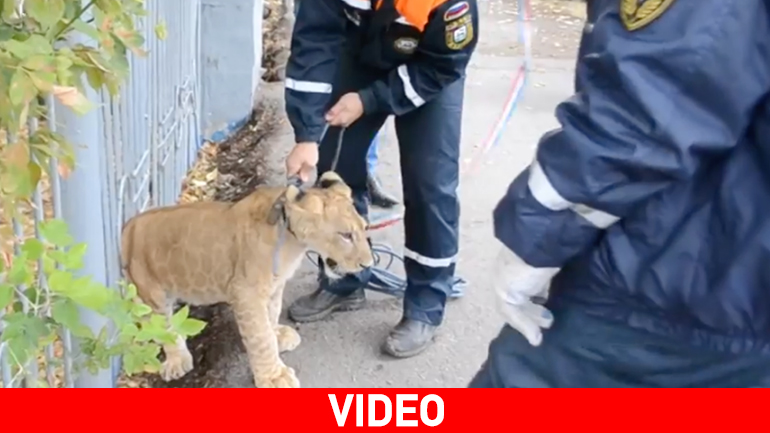 Ρωσία: Λιονταράκι δραπέτευσε και περιφερόταν στους δρόμους της Ουφά