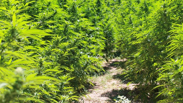 Κόρινθος: Δύο άτομα συνελήφθησαν για καλλιέργεια δενδρυλλίων κάνναβης