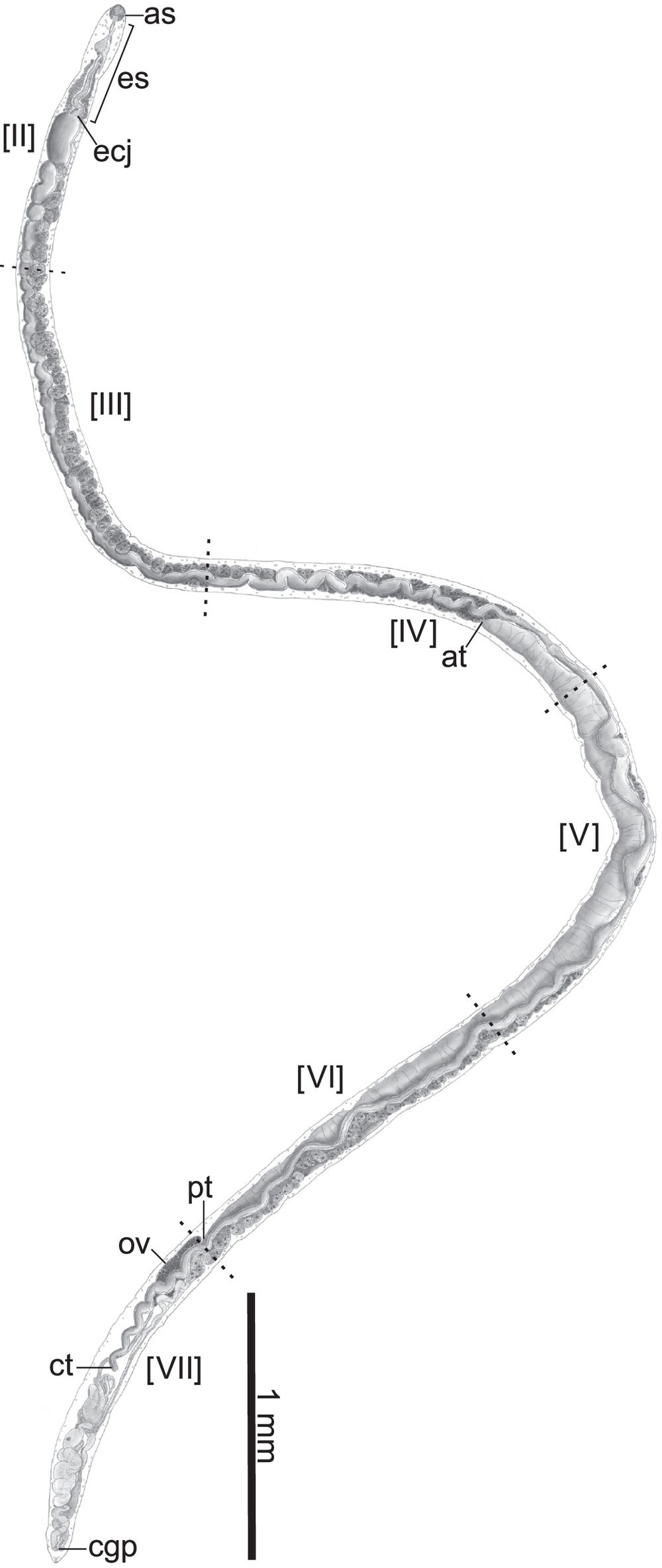 Το Baracktrema obamai