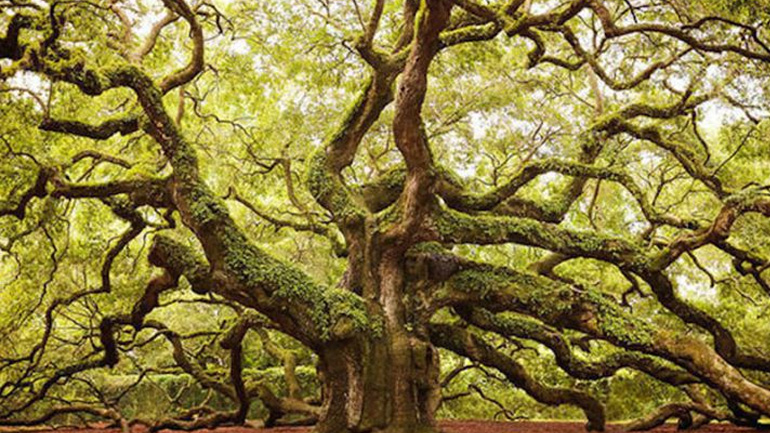 Εσείς τι ζώδιο είστε στο Κέλτικο ωροσκόπιο;