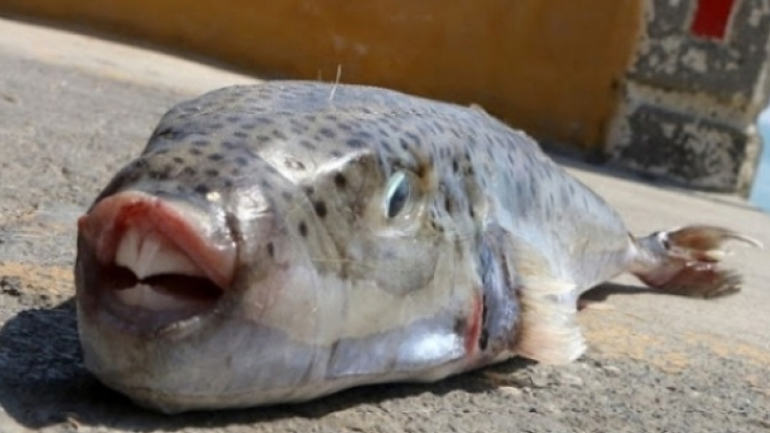 Ρόδος: Λαγοκέφαλοι επιτέθηκαν σε ψαροντουφεκά