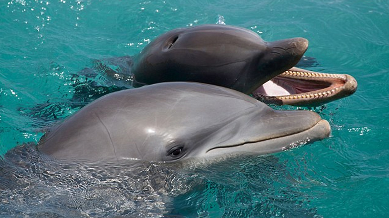 Κατέγραψαν και ανέλυσαν για πρώτη φορά τον διάλογο ανάμεσα σε δύο… δελφίνια!