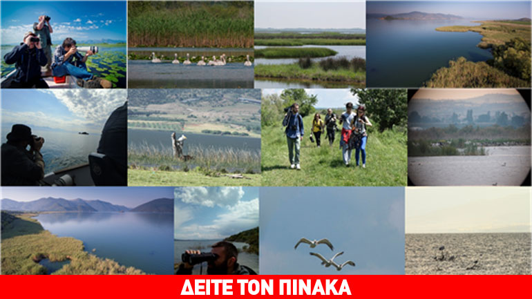 Τα αποτελέσματα της 1ης Απογραφής Πελεκάνων Νοτιοανατολικής Ευρώπης και Τουρκίας Τα αποτελέσματα της 1ης Απογραφής Πελεκάνων Νοτιοανατολικής Ευρώπης και Τουρκίας