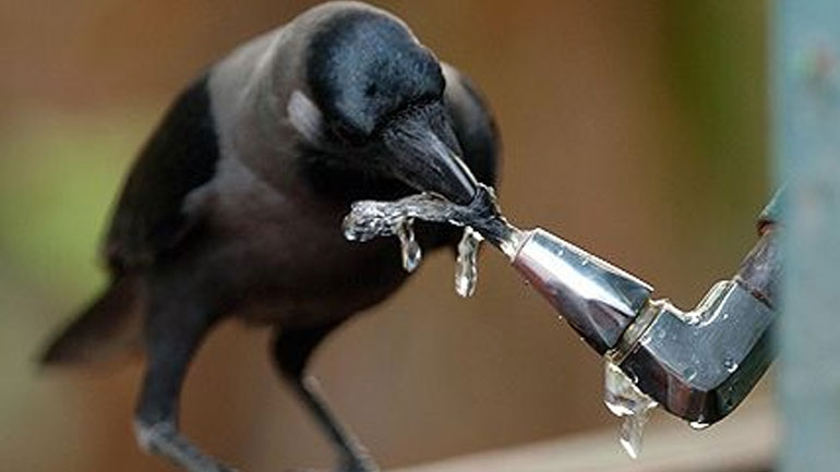 Ανακαλύφθηκε δεύτερο είδος κορακιού που χρησιμοποιεί εργαλεία για να βρει τροφή