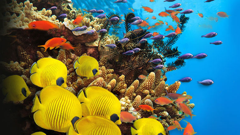 Τα μεγαλύτερα ψάρια κινδυνεύουν πολύ περισσότερο με εξαφάνιση από τα μικρά