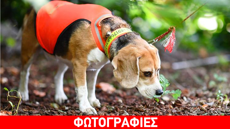 Σκύλοι εκπαιδεύονται ως… σωματοφύλακες  δέντρων