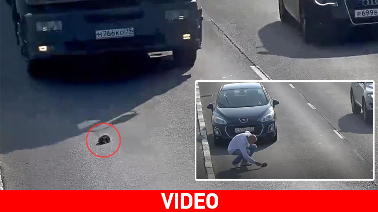 Ρωσία: Οδηγός οχήματος σώζει γατάκι σε δρόμο ταχείας κυκλοφορίας