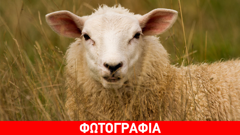 Το σχόλιο Καμμένου για τα… βοσκοτόπια Καλογρίτσα