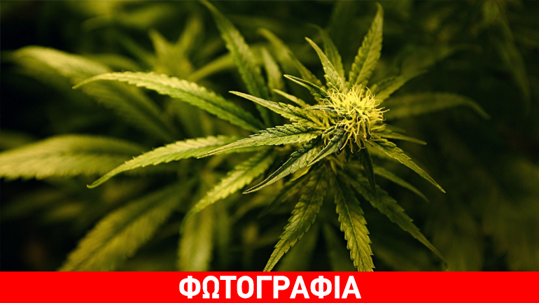 Ηλικιωμένο ζευγάρι διακινούσε κάνναβη στην Ημαθία