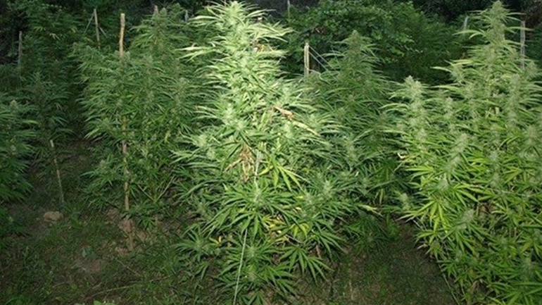 Σπάρτη: Σύλληψη για καλλιέργεια δενδρυλλίων κάνναβης