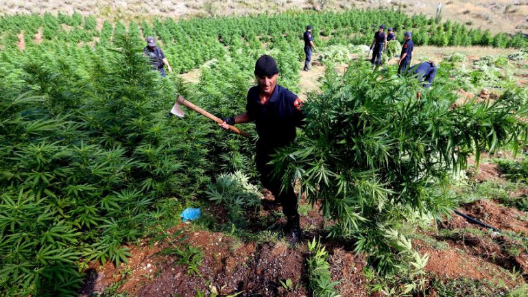 Αλβανία: Αστυνομικές επιχειρήσεις για τον εντοπισμό δενδρυλλίων κάνναβης