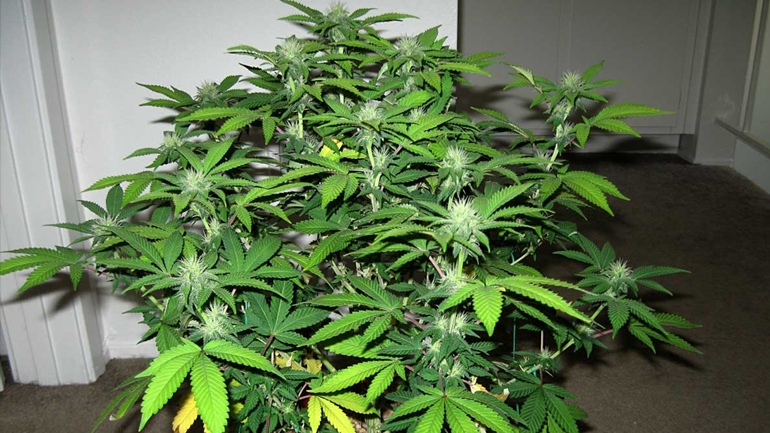 Σύλληψη σε 35χρονο καλλιεργητή κάνναβης στη Χαλκιδική