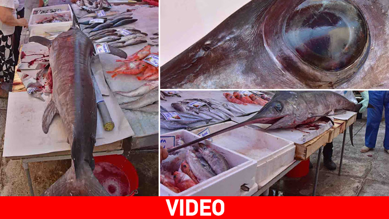 Αργολίδα: Ξιφίας, μήκους 3 μέτρων, πιάστηκε στα δίχτυα ψαρά