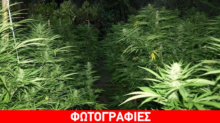 Δάσος… κάνναβης στη Λακωνία