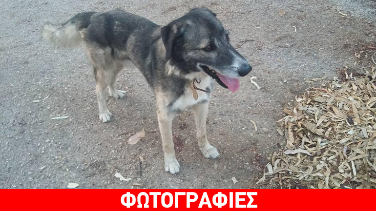 Χαλάνδρι: Χάθηκε ο γεράκος Ντούντο – Βοηθήστε να βρεθεί