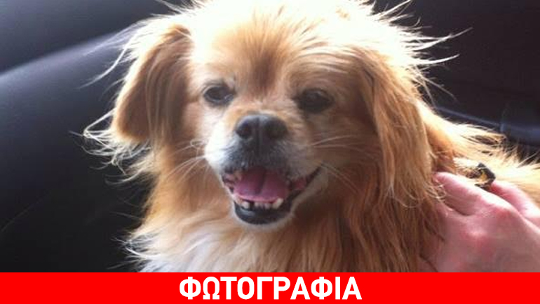 Βριλήσσια: Χάθηκε ο Ρεξ