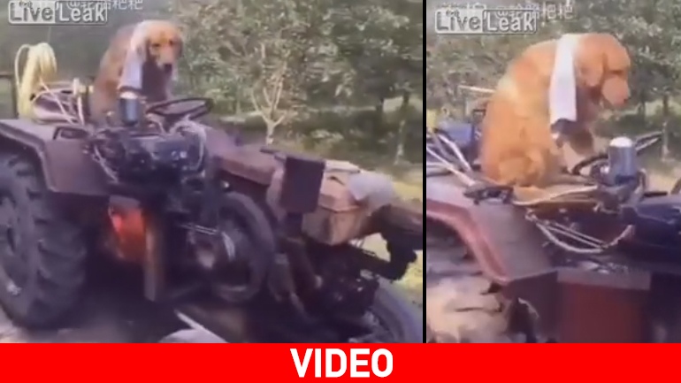 Σκύλος οδηγεί τρακτέρ…