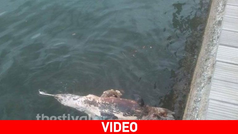 Νεκρό δελφίνι στη Νέα Παραλία Θεσσαλονίκης