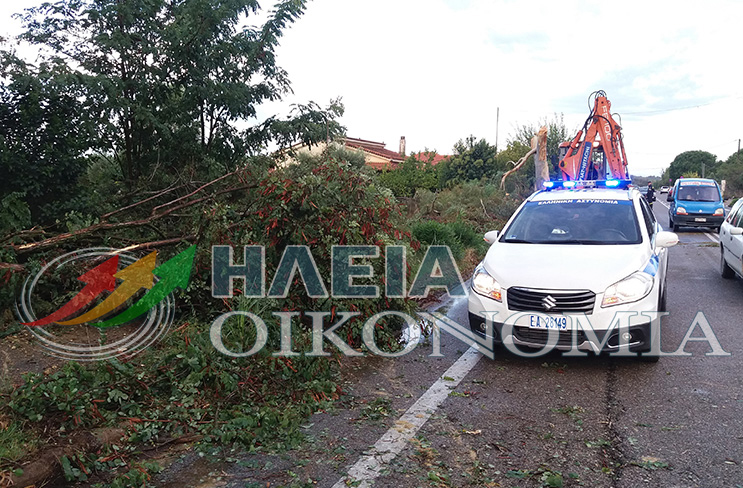 Πτώση δέντρων στον Πύργο