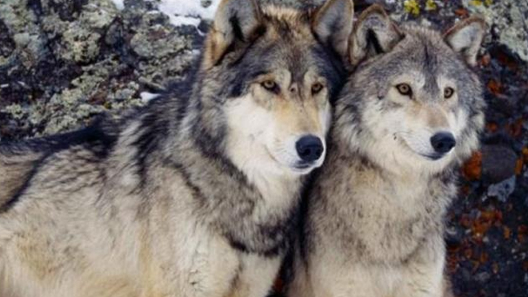 Αγέλες λύκων τρομοκρατούν τους κυνηγούς στον νομό Ιωαννίνων