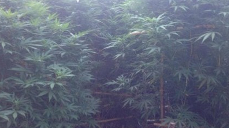 Ηράκλειο: Χιλιάδες δενδρύλλια χασίς…σε θερμοκήπιο