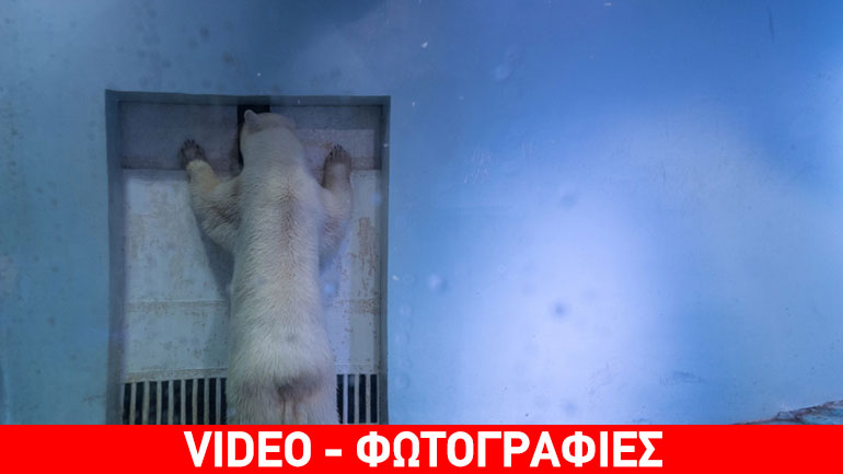 Τι άλλο θα δούμε… Κινέζοι φυλάκισαν αρκούδα μέσα σε Mall για να βγάζουν «σέλφι»