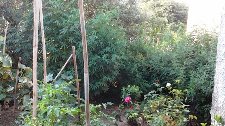 Πιερία: Η αυλή είχε… δενδρύλλια κάνναβης
