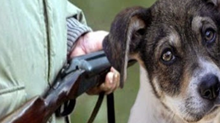 Λεχαινά: Συνελήφθη διότι πυροβόλησε σκυλιά