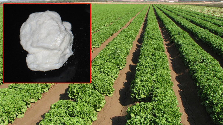 Το χωράφι έκρυβε… κοκαΐνη