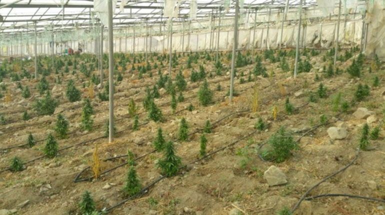 Πρόσωπο κλειδί ο Αλβανός που φύλαγε τσίλιες στο θερμοκήπιο με τα 4800 χασισόδεντρα στην Κρήτη