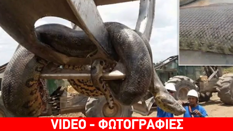Φίδι-γίγαντας βρέθηκε στη Βραζιλία