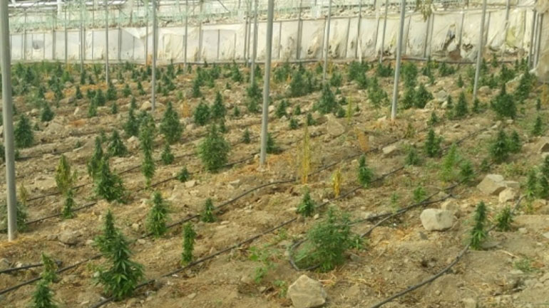 Ηράκλειο: Στη φυλακή 39χρονος για θερμοκήπιο κάνναβης