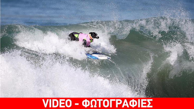 Διαγωνισμός σέρφινγκ για… σκύλους!