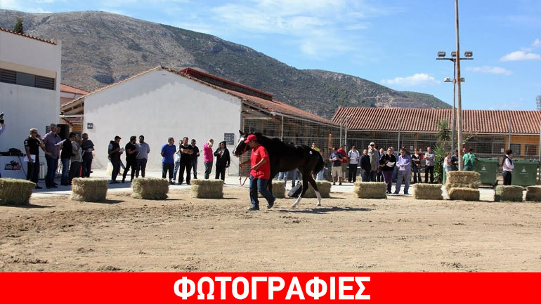 Την Πέμπτη η μεγάλη δημοπρασία 23 καθαρόαιμων ίππων από την Ιπποδρομίες ΑΕ του ΟΠΑΠ