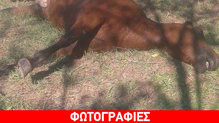 Άγνωστοι σκότωσαν άγρια άλογα στον Τύρναβο