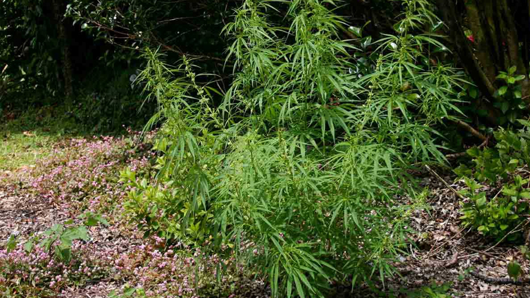 Τρίκαλα: Δενδρύλλιο κάνναβης σε …στρατιωτικό χώρο