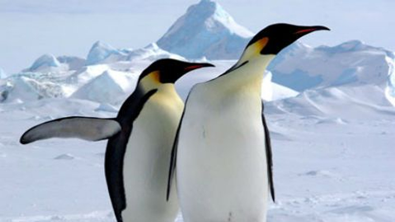 Φοιτητές απήγαγαν πιγκουίνο για να διαμαρτυρηθούν για την… αιχμαλωσία άγριων ζώων