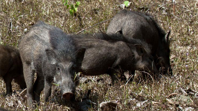 Μεγάλες καταστροφές σε καλλιέργειες από αγριόχοιρους – Αποζημιώσεις ζητεί ο Δ. Λαγκαδά