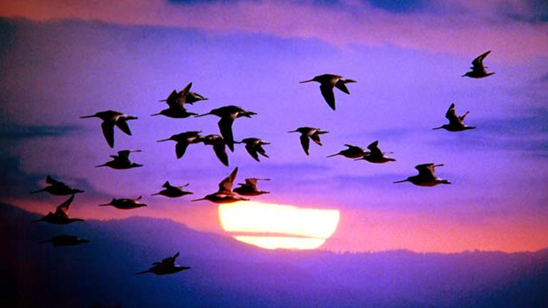 Τα πουλιά και το ταξίδι της μετανάστευσης